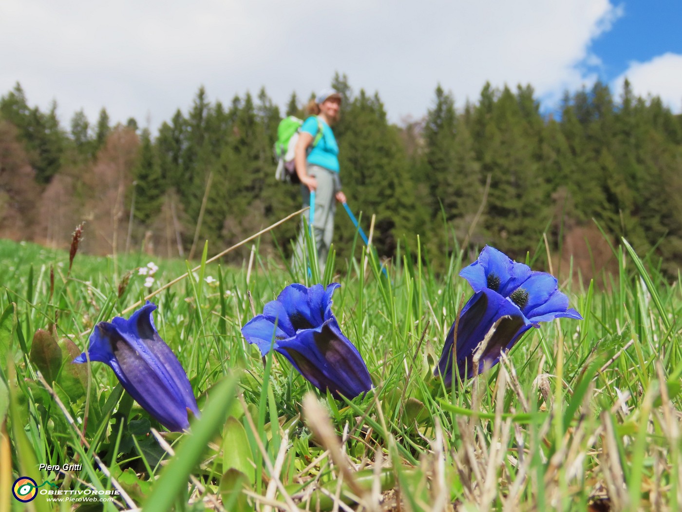 47 Fiori di Gentiana clusii (Genziana di Clusius).JPG